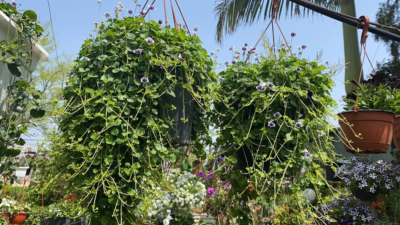 עציצים תלויים עם פרחים סגולים ולבנים במשתלת הכפר הירוק